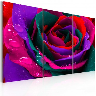 Cuadro - Rainbow-hued rose