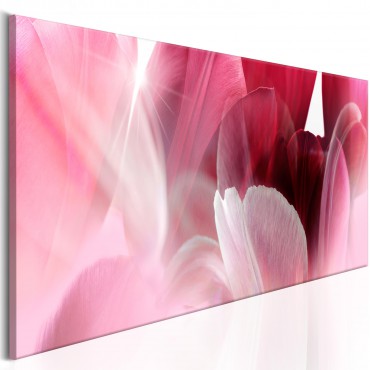 Cuadro - Flowers: Pink Tulips